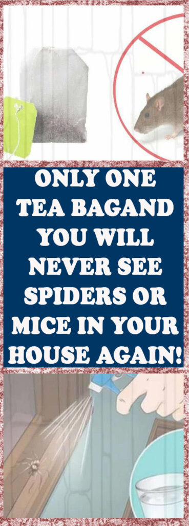 All You Need Is One Tea Bag and You Will Never See Mice or Spiders In Your House Again!